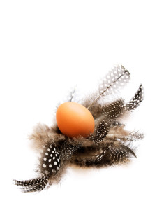 nest-egg